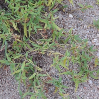 Persicaria prostrata (Creeping Knotweed) at Pine Island to Point Hut - 30 Mar 2015 by michaelb