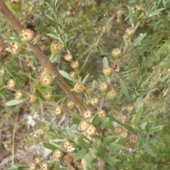 Kunzea ericoides (Burgan) at Isaacs Ridge - 17 Mar 2015 by Mike