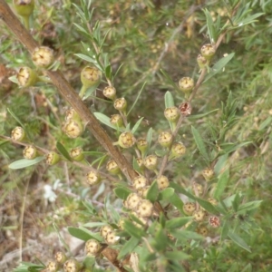 Kunzea ericoides at Isaacs Ridge - 17 Mar 2015