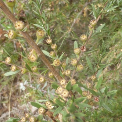 Kunzea ericoides (Burgan) at Jerrabomberra, ACT - 16 Mar 2015 by Mike