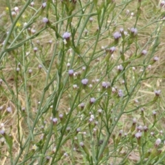 Symphyotrichum subulatum (Wild Aster, Bushy Starwort) at Isaacs Ridge - 16 Mar 2015 by Mike