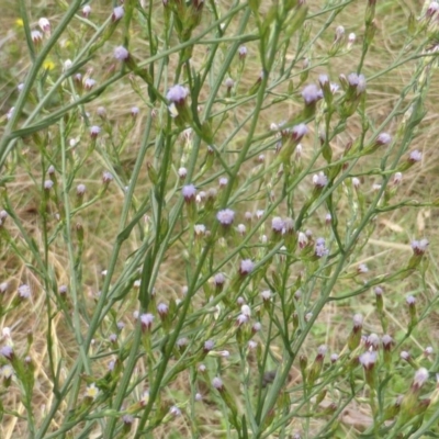 Symphyotrichum subulatum (Wild Aster, Bushy Starwort) at Jerrabomberra, ACT - 17 Mar 2015 by Mike