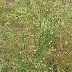 Symphyotrichum subulatum at Jerrabomberra, ACT - 17 Mar 2015