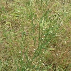 Symphyotrichum subulatum at Jerrabomberra, ACT - 17 Mar 2015