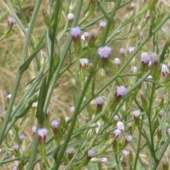 Symphyotrichum subulatum at Jerrabomberra, ACT - 17 Mar 2015