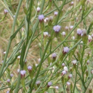 Symphyotrichum subulatum at Jerrabomberra, ACT - 17 Mar 2015 10:34 AM