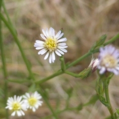 Symphyotrichum subulatum at Jerrabomberra, ACT - 17 Mar 2015