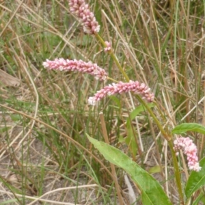 Persicaria lapathifolia at Isaacs Ridge - 17 Mar 2015