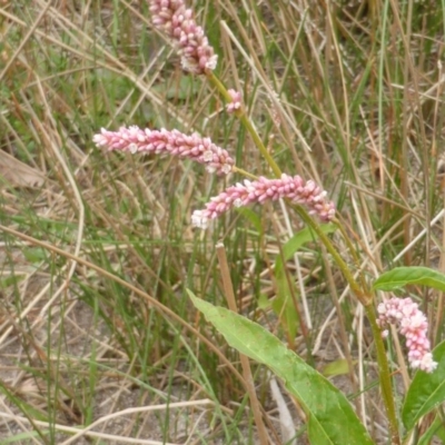 Persicaria lapathifolia (Pale Knotweed) at Jerrabomberra, ACT - 16 Mar 2015 by Mike