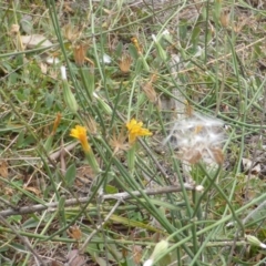 Chondrilla juncea (Skeleton Weed) at Isaacs Ridge Offset Area - 16 Mar 2015 by Mike