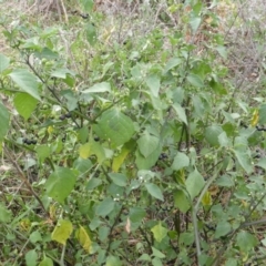 Solanum nigrum (Black Nightshade) at Jerrabomberra, ACT - 16 Mar 2015 by Mike