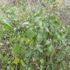 Solanum nigrum (Black Nightshade) at Isaacs Ridge Offset Area - 17 Mar 2015 by Mike