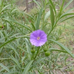 Solanum linearifolium (Kangaroo Apple) at Jerrabomberra, ACT - 16 Mar 2015 by Mike