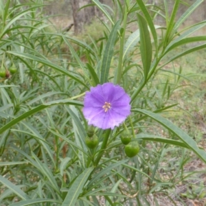 Solanum linearifolium at Isaacs Ridge Offset Area - 17 Mar 2015 10:02 AM