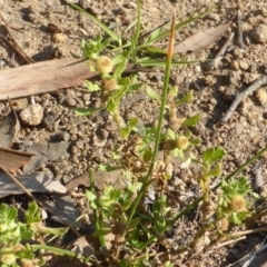 Centipeda cunninghamii (Common Sneezeweed) at Isaacs Ridge - 14 Mar 2015 by Mike