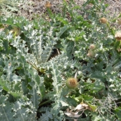 Onopordum acanthium (Scotch Thistle) at Jerrabomberra, ACT - 14 Mar 2015 by Mike