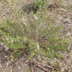 Chrysocephalum semipapposum (Clustered Everlasting) at Jerrabomberra, ACT - 14 Mar 2015 by Mike