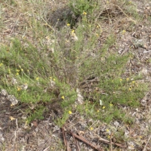 Chrysocephalum semipapposum at Isaacs Ridge Offset Area - 14 Mar 2015
