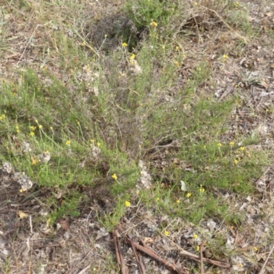 Chrysocephalum semipapposum (Clustered Everlasting) at Jerrabomberra, ACT - 14 Mar 2015 by Mike