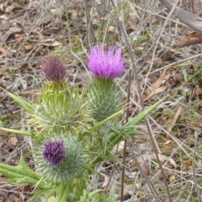 Cirsium vulgare (Spear Thistle) at Isaacs Ridge and Nearby - 16 Mar 2015 by Mike