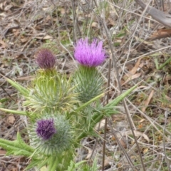 Cirsium vulgare (Spear Thistle) at Jerrabomberra, ACT - 16 Mar 2015 by Mike