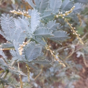 Acacia baileyana at Isaacs Ridge Offset Area - 14 Mar 2015