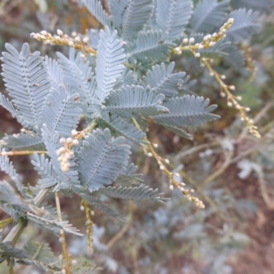 Acacia baileyana (Cootamundra Wattle, Golden Mimosa) at Jerrabomberra, ACT - 14 Mar 2015 by Mike
