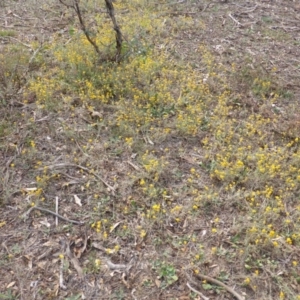 Chrysocephalum apiculatum at Jerrabomberra, ACT - 14 Mar 2015