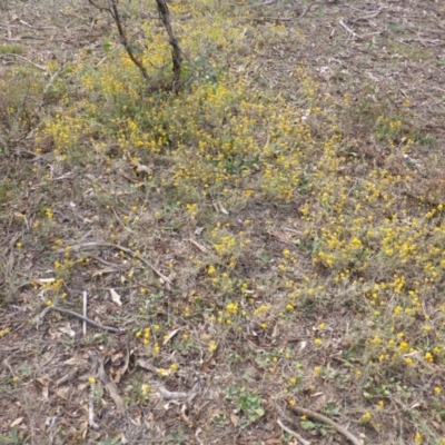 Chrysocephalum apiculatum (Common Everlasting) at Jerrabomberra, ACT - 14 Mar 2015 by Mike