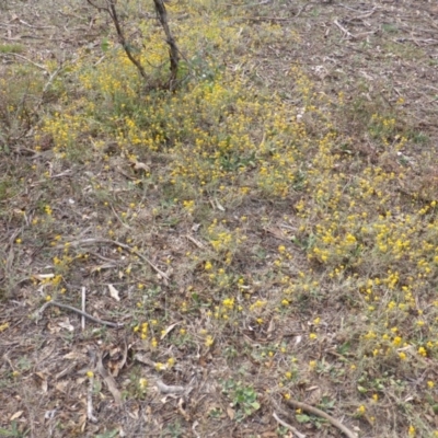 Chrysocephalum apiculatum (Common Everlasting) at Isaacs Ridge Offset Area - 14 Mar 2015 by Mike