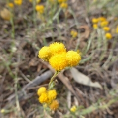 Chrysocephalum apiculatum at Jerrabomberra, ACT - 14 Mar 2015 02:19 PM