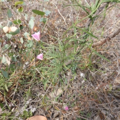 Convolvulus angustissimus subsp. angustissimus (Australian Bindweed) at Jerrabomberra, ACT - 14 Mar 2015 by Mike