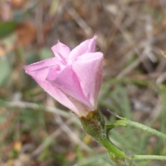 Convolvulus angustissimus subsp. angustissimus at Jerrabomberra, ACT - 14 Mar 2015 02:18 PM