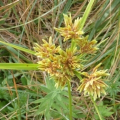 Cyperus eragrostis (Umbrella Sedge) at Isaacs Ridge and Nearby - 14 Mar 2015 by Mike