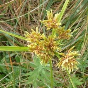 Cyperus eragrostis at Isaacs Ridge - 14 Mar 2015