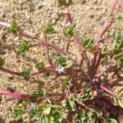 Lythrum hyssopifolia (Small Loosestrife) at Isaacs Ridge and Nearby - 14 Mar 2015 by Mike