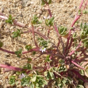 Lythrum hyssopifolia at Isaacs Ridge - 14 Mar 2015