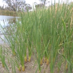 Typha domingensis (Bullrush) at Isaacs Ridge - 14 Mar 2015 by Mike