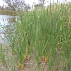 Typha domingensis (Bullrush) at Jerrabomberra, ACT - 14 Mar 2015 by Mike