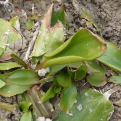 Potamogeton sulcatus (Pondweed) at ISA100: Long Gully Rd/Mugga Lane - 14 Mar 2015 by Mike