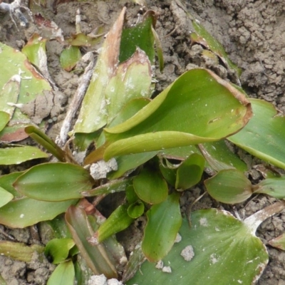 Potamogeton sulcatus (Pondweed) at Jerrabomberra, ACT - 14 Mar 2015 by Mike