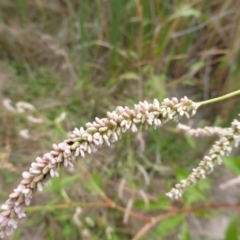 Persicaria lapathifolia (Pale Knotweed) at ISA100: Long Gully Rd/Mugga Lane - 14 Mar 2015 by Mike