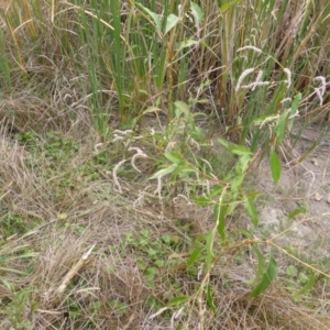 Persicaria lapathifolia at Isaacs Ridge - 14 Mar 2015