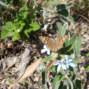 Oxypetalum coeruleum at Isaacs Ridge - 8 Mar 2015