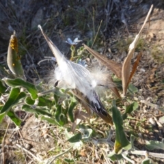 Oxypetalum coeruleum at Isaacs Ridge - 8 Mar 2015