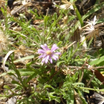 Vittadinia muelleri (Narrow-leafed New Holland Daisy) at Isaacs, ACT - 8 Mar 2015 by Mike