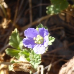 Erodium crinitum (Native Crowfoot) at Isaacs, ACT - 8 Mar 2015 by Mike