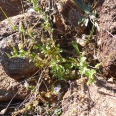 Erodium crinitum at Isaacs, ACT - 8 Mar 2015 08:09 AM