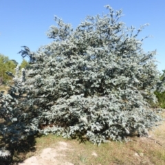 Acacia baileyana (Cootamundra Wattle, Golden Mimosa) at Isaacs Ridge and Nearby - 7 Mar 2015 by Mike