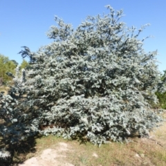 Acacia baileyana (Cootamundra Wattle, Golden Mimosa) at Isaacs, ACT - 7 Mar 2015 by Mike